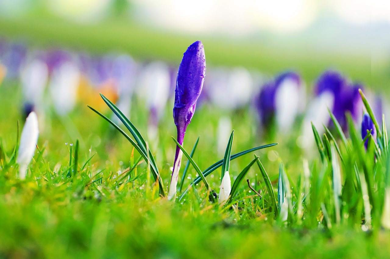 Spring flowers