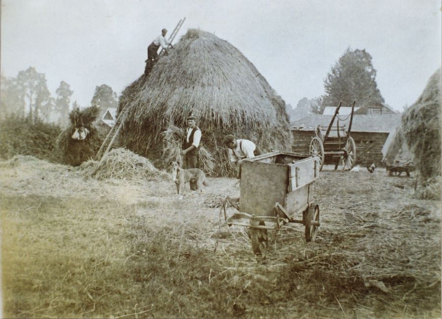 Farming, hay