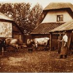 Farming, cows